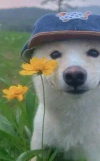 سگ گمشده