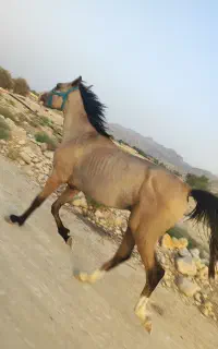 اسب دره شور