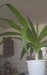 گل زیبا  سرحال