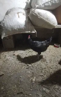 یک جفت غاز