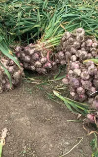سیر درجه ۱ دشت مغان + کیفیت صادراتی