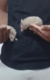 همستر و خرگوش