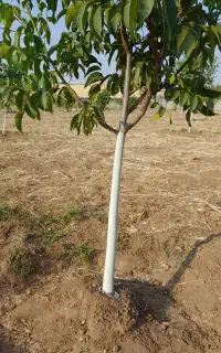 رنگ کردن تنه درختان با مرهم و قارچ کش مخصوص