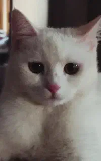 پرشین اسکاتیش ماده