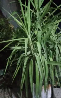 گل وگیاه