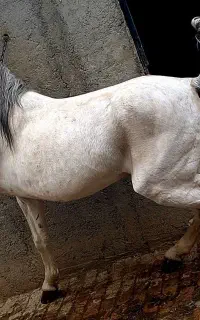 خرید و فروش اسب و مادیان