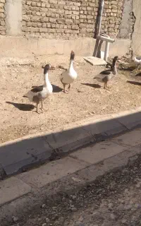 سگ افغان