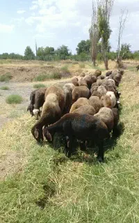 نیازمند چوپان