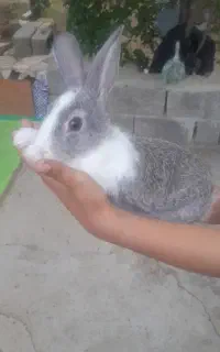 خرگوش
