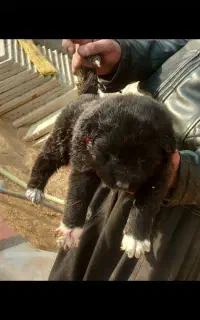 توله سگ 9ماهه قدرجونی شناسنامه دار واکسن خورده