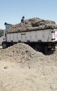 کاه نیشکر
