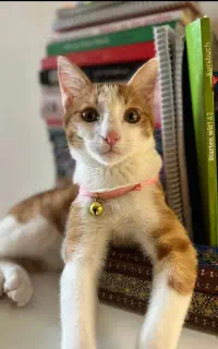 واگذاری گربه dsh