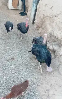 بوقلمون نر وماده