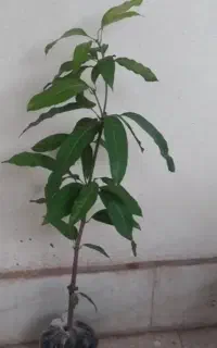 نهال انبه