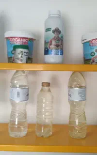 گلاب خانگی