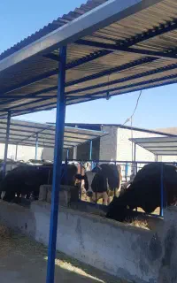 استخدام کارگر گاوداری