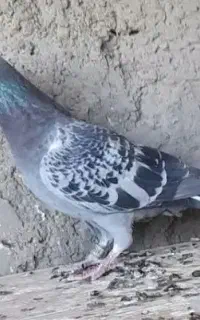 ماده جانسون