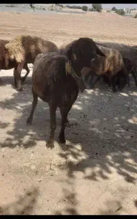 میش افشاری