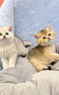 بچه گربه بریتیش شورت هیر گلد و سیلور