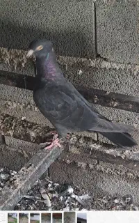 کبوتر زیبا 800 تومان