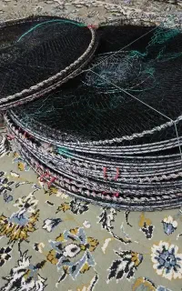 گرگور بزرگ ماهیگیری