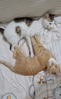 بچه گربه نارنجی واگذاری