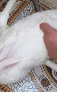خرگوش ماده