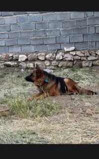 سگ ژرمن شپرد