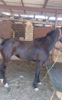 اسب