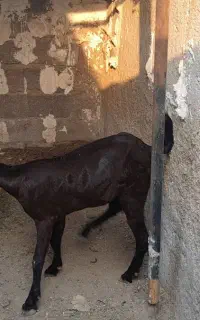 چبیش جوان  دورگ