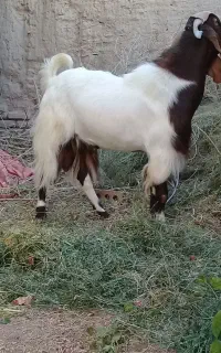 چپش پاکستان