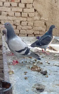 پرنده پلاکی