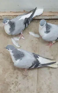 فرش سالم کفتر چهارتاشون 800