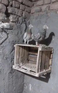هفترنگ