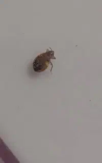 سم پاشی تخصصی ساس و سمپاشی تضمینی  سوسک و موریانه