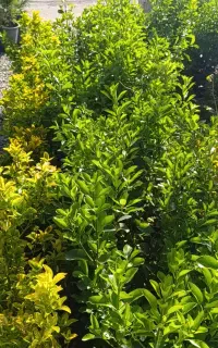 گل خانه درخت