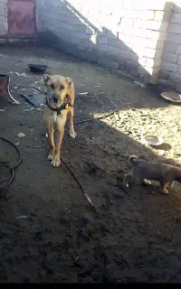 سگ گله گی