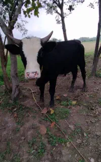 ورزاکوله