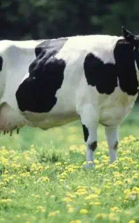 به نیروی کار جهت شیردوشی نیازمندیم