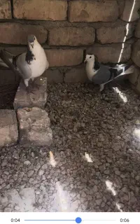 کبوتر بد رنگ