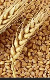فروش گندم بذر