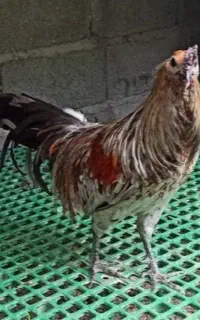 ۱جفت سوماترا از مولدین وارداتی