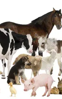 ویزیت تخصصی دام و طیور