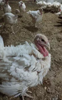 جوجه بوقلمون بیوتی نیمچه