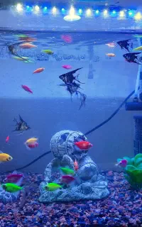 آنجل . کالر . زبرا . گورامی .شارک