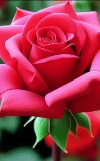 کره نر یا چپیش