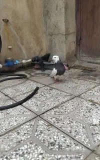 کبوتر طوقی ماده