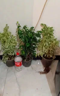 تلفن نیست