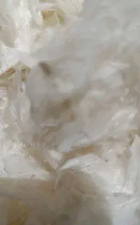 فروش پر مرغ