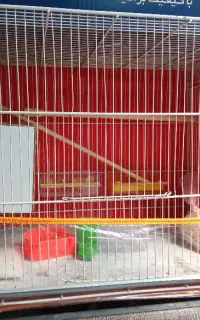 قفس
